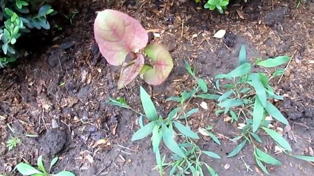 КАК С НЕЙ БОРОТЬСЯ!Гречиха сахалинская( Рейнутрия)Агрессор/Fallopia sachalinensis plant aggressor смотреть онлайн