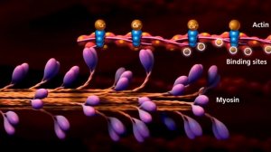 Как растут мышцы? Рост мышц по науке. Механическое напряжение.