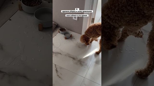 Когда сделала уборку дома #пудельКапуч #poodle #пудель #toypoodle