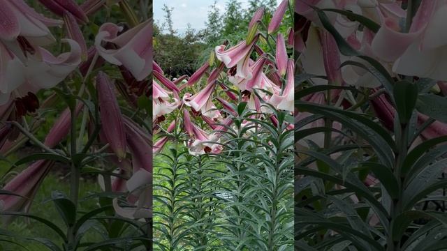 ‘Eastern Moon’ lily is too beautiful for words!!! #flowergarden #cutflowergarden