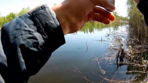 Весенняя ловля красноперки на мормышку. Мормышинг с Dayo Liropus 198 см. 0.2-0.8 гр.