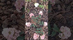 Цветение метельчатых гортензий 21.07.2023 г.Армавир Краснодарский  край.Мои закупки прошлого года.