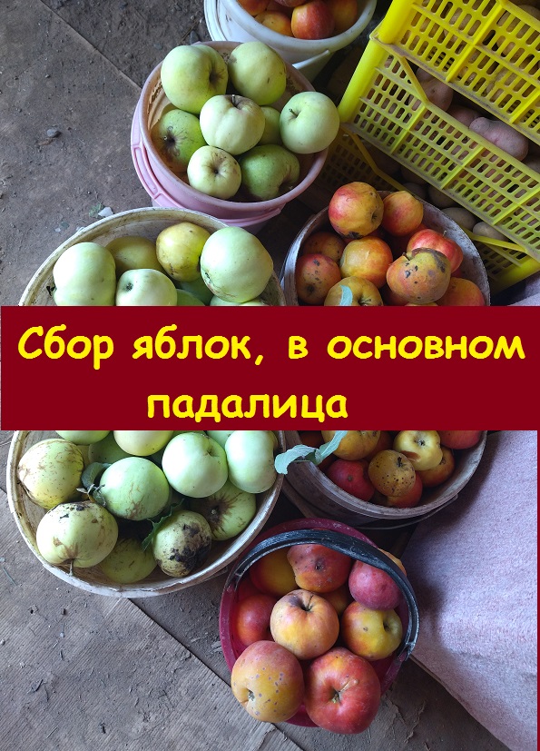 Набрала 5 ведер яблок, в основном падалица, рассказываю, что с ними буду делать