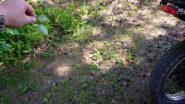 день России,сбор лесной чаги , лесные цветы ландыши, поездка на мотоцикле, личное мнение смотреть онлайн