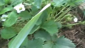 Земляника сортов эльсинора и нагаоко // Секреты хороших урожаев.