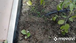 Обогреватель для парника ТЕПЛОН. Автоматический полив и проветривание.