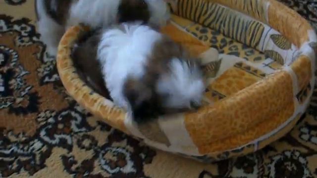 Щенки Ши тцу смотреть онлайн