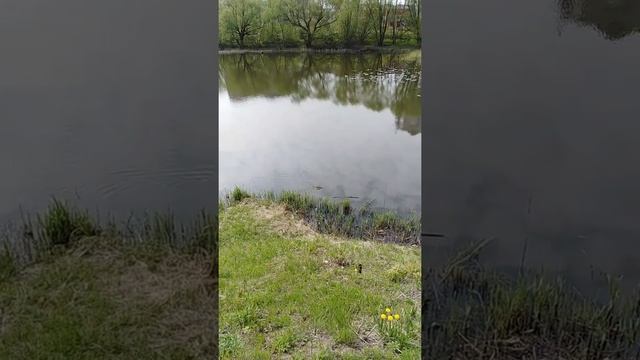 В городе выдра или бобёр, но плывёт.