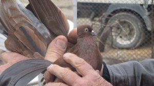 Мариупольские голуби.рп.Озинки.в гостях у Саши