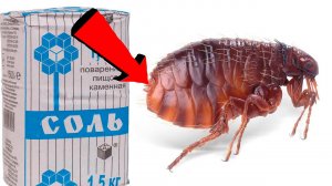 Как быстро избавиться от земляных блох За 3 Секунды.!!!.!!!.!!!.!!!.!!!