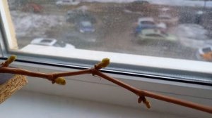 виноград на балконе после зимы