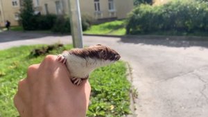 1-2-3-4-5 вышла домашняя ласка (Mustela nivalis) погулять