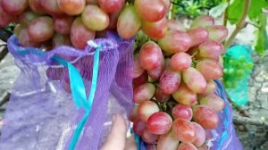 Виноград Зоренька Баранова.