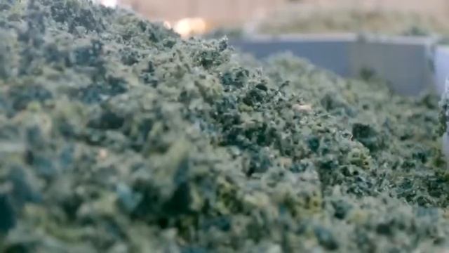 Body Bike Oceanic смотреть онлайн