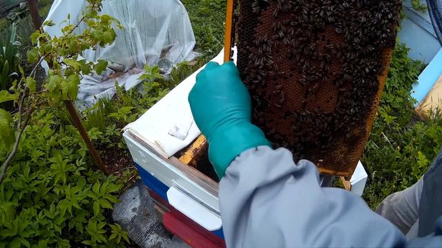 пчеловодство, пчелопакет спустя неделю, стабильное развитие смотреть онлайн