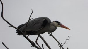 Серая цапля. Поселение серой цапли в сосновом лесу, гнезда | Мир природы