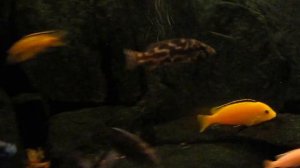 Малавийские цихлиды в биотопном аквариуме 180л. Rybac.