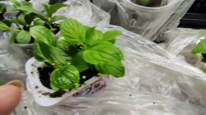 Условия содержания укорененных черенков гортензии после пикировки.Полив,подкормка  ?