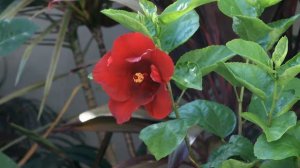 Hibiscus Flower Bloom Time Lapse