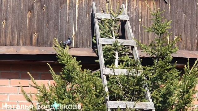 Друзей почти не осталось》Подселение к курам》Еда смотреть онлайн