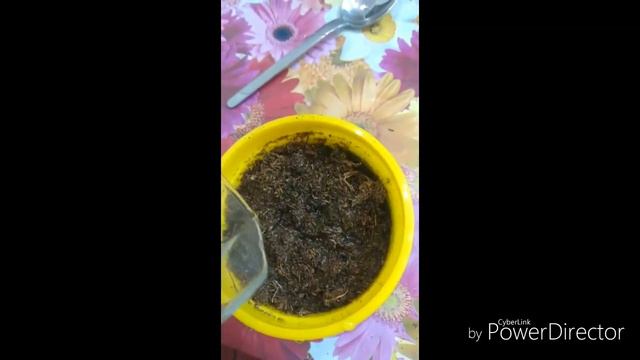 ДЕРЕВО МУТАНТ; РАСТЁТ НА ПОДОКОННИКЕ!•Летсплей•вырасти дерево• смотреть онлайн