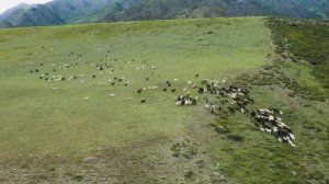 Amazing Nature Scenery| Горный Алтай 4К | Горный Алтай природа