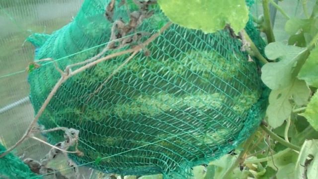 Снимаем самый большой в этом году арбуз смотреть онлайн