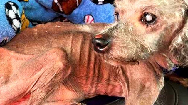 Exhausted poodle looked out the window asking for help смотреть онлайн