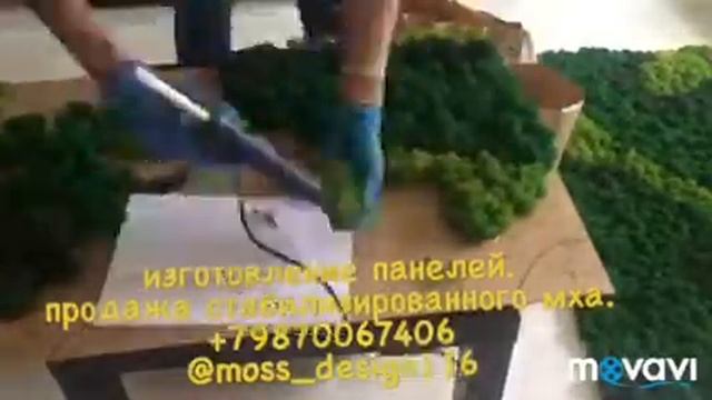 Стабилизированный мох. Изготовление панелей из мха.