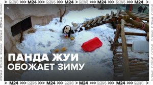 Панда Жуи обожает зиму – Москва 24