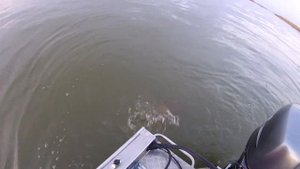 Где искать сазана осенью. Шок 12кг сазан который дал столько эмоций. Смотреть всем