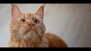 Pet Diet – натуральное питание для кошек и собак премиального качества