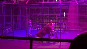 ЦИРК В ГРОЗНОМ.