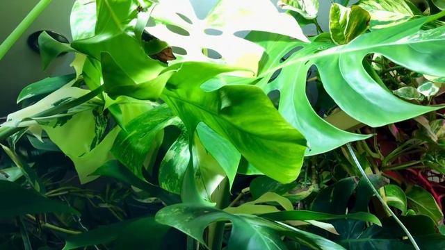 The Spathiphyllum Blossom смотреть онлайн