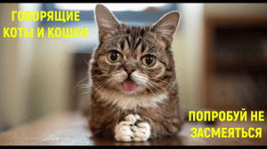 Кому нравятся говорящие животные? Попробуй не засмеяться - Лучшее из смешных говорящих котов