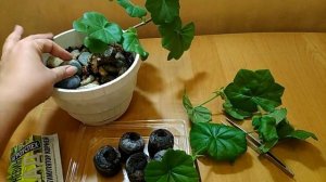 Как размножить цветы? Черенкование плющелистной пеларгонии.