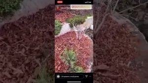 Мульча из коры лиственницы у Адель