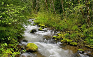 Скалистый лесной ручей. Буйный зеленый лесной ручей ✦ Звуки леса и пение птиц ✦ Relax Sleep