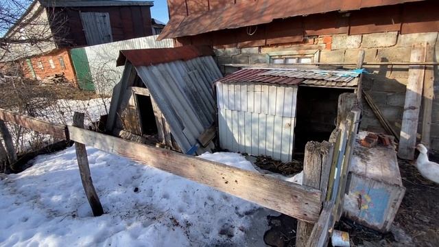 Сезон ПТИЦЕВОДСТВА в самом разгаре ! Как упаковываю ваши заказы/Рассаде быть?Жизнь в деревне ?? смотреть онлайн