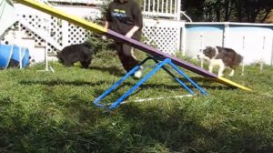 Gromit Does Agility (Teeter)