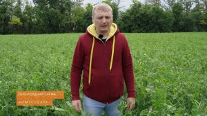Антарес® - на защите гороха.