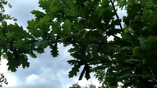 31 мая-ДЕНЬ ФЕДОТА.Нельзя оборачиваться.Народные приметы.Поверья.Прогноз на лето