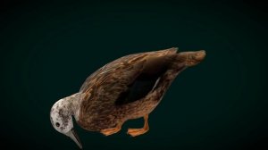 Laysan Teal Duck Bird  Critically Endangered 3D Model