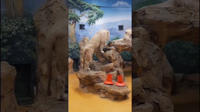 Казанский зооботсад. Река Замбези.