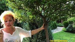 ИВА Хакуро Нишики. Самая красивая в САДУ. Яркий АКЦЕНТ.#ивахакуронишикивыращиваниеуход#красивыйсад