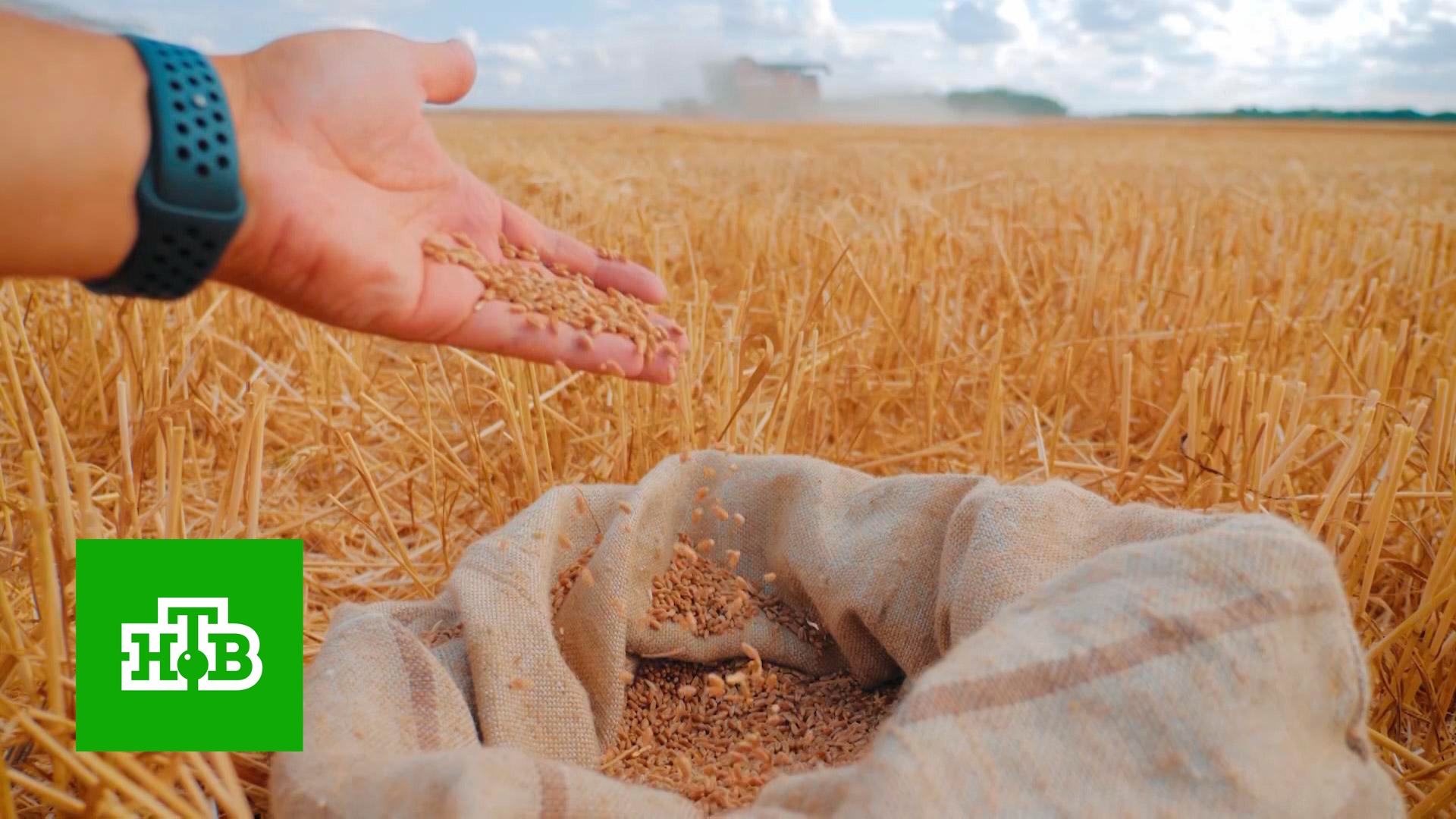 Как вопрос с поставками украинского зерна в Европу повлияет на ход конфликта | «ЦТ»