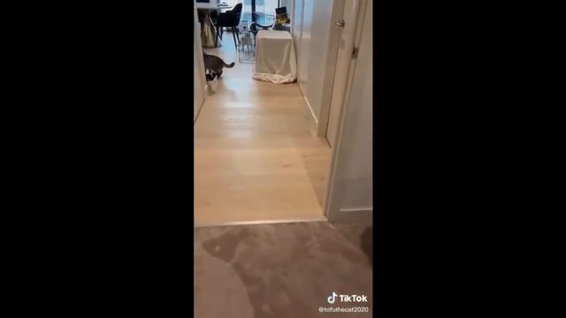 Приколы про животных 2021 года смех до слёз