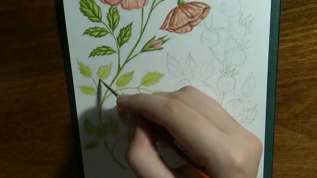 РИСУЮ ШИПОВНИК акварелью смотреть онлайн