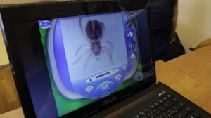 Как использовать микроскоп в начальной школе?