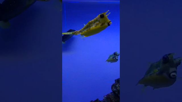 Новосибирск зоопарк смотреть онлайн